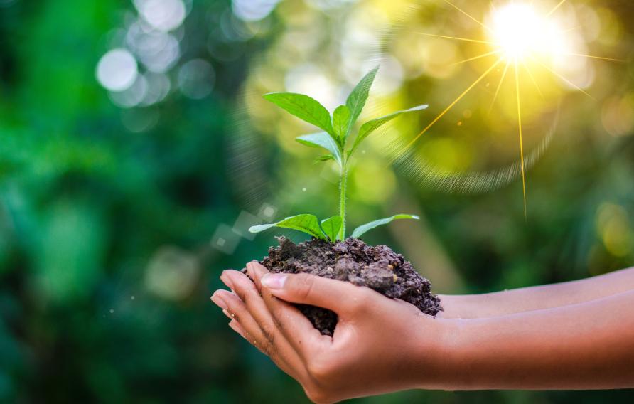 Hands holding a plant