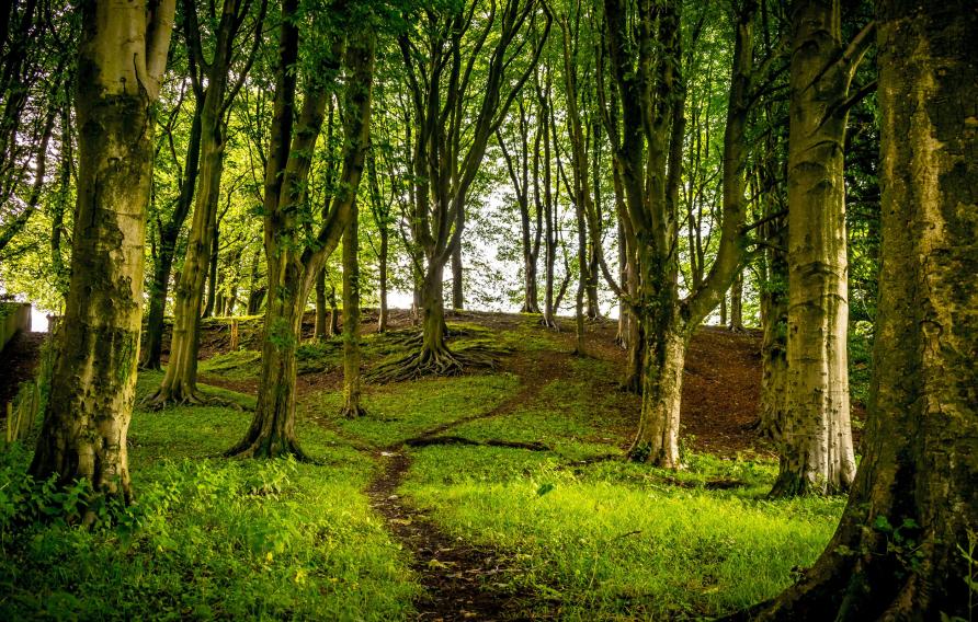 View through a woodland