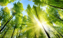 Green trees amongst a blue sky