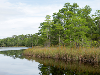 Shoreline of Blackwater Bay